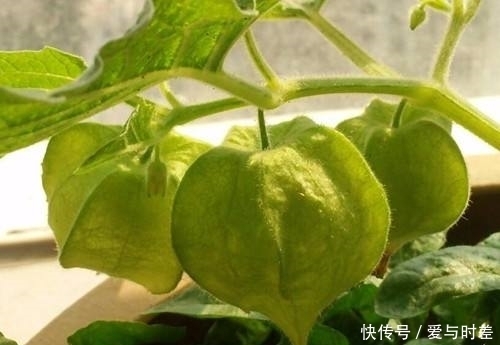 提个醒:农村路边若见此野果,随手摘点带回家,好处不请自来