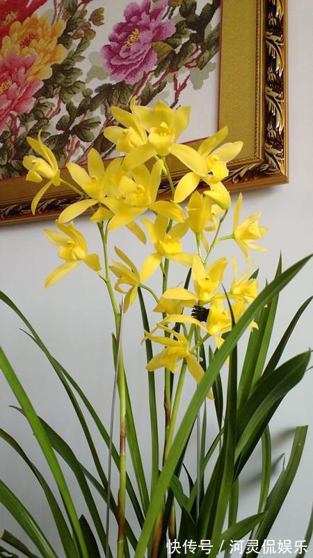 漂亮|适合新手养的兰花，价格便宜，漂亮又芳香，开花勤快，还非常好养