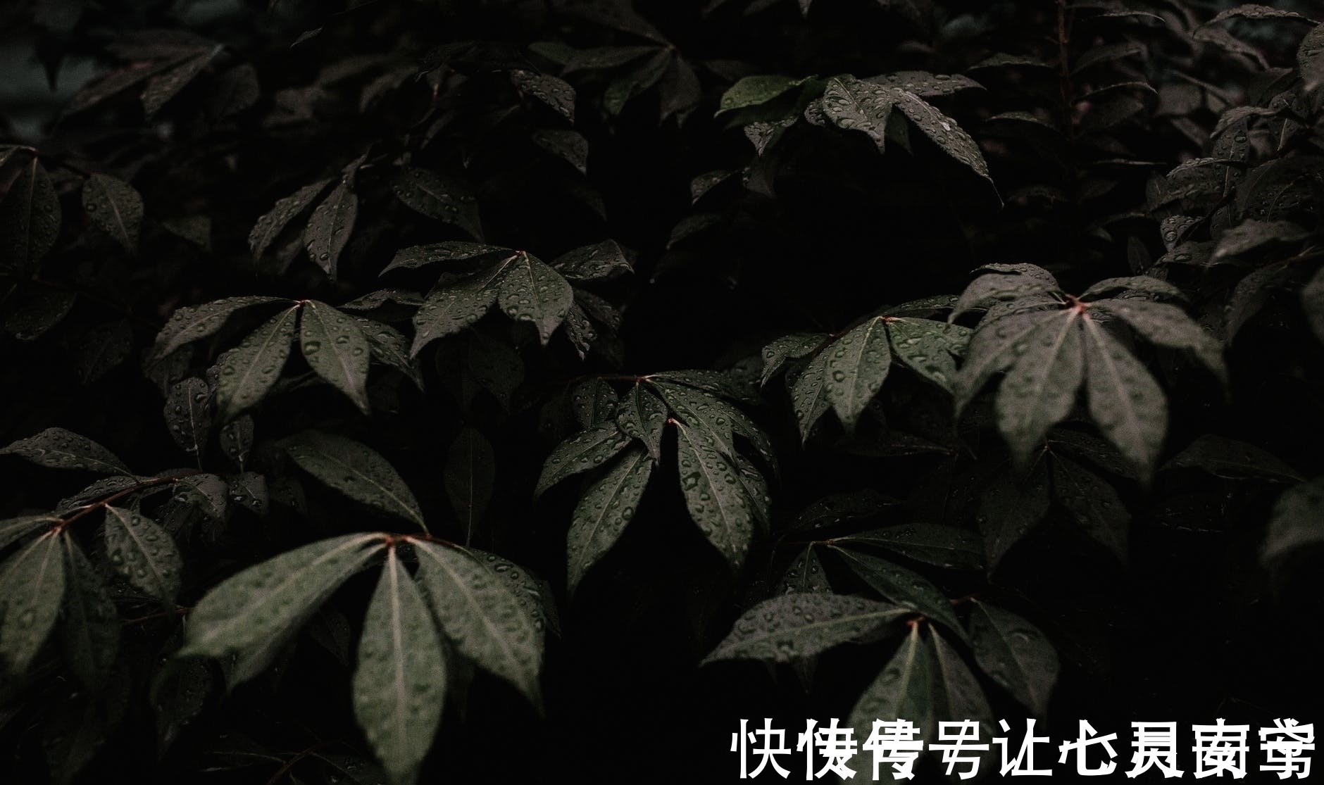 微雨#李商隐这首写雨的诗,没有一个雨字,却句句有雨