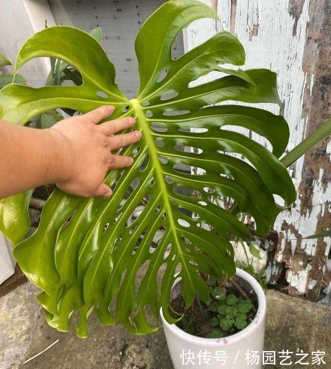 散尾葵|夏天多养大叶子植物,高端又漂亮,大热天也凉快