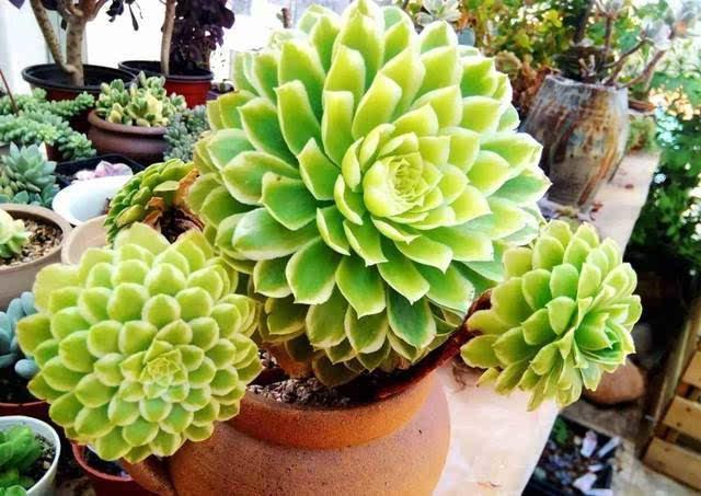 5种花卉,叶子臭味大,开花美醉了,炒菜太好吃了