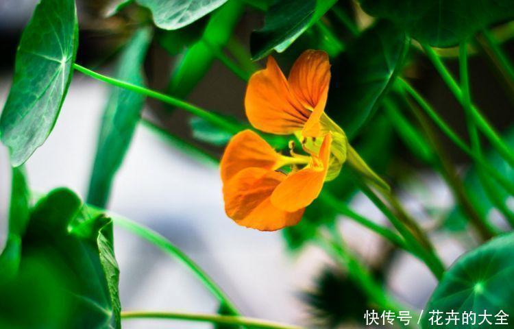 养花就养这“4”种，打理简单花期长，开花超漂亮