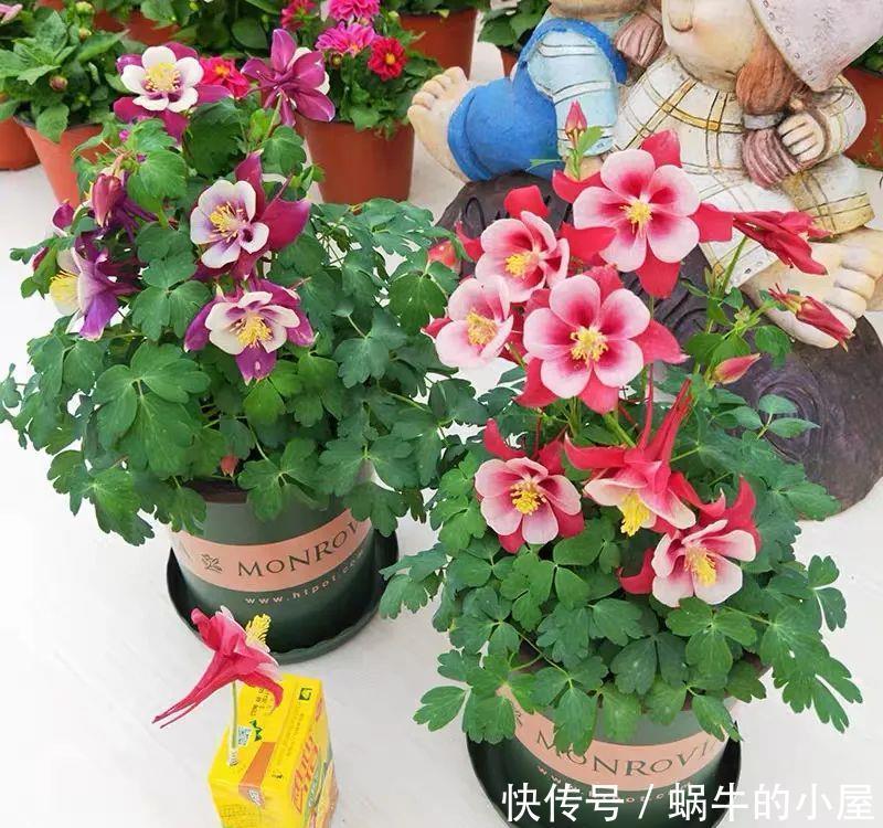 名字土掉渣、开花却很漂亮的8种花,你家养过几种?