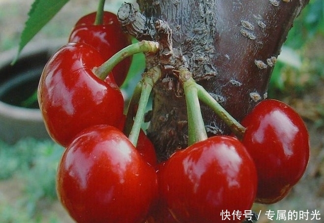 每天坚持吃一点此红色食物,色斑没了,贫血没了,视力更好了