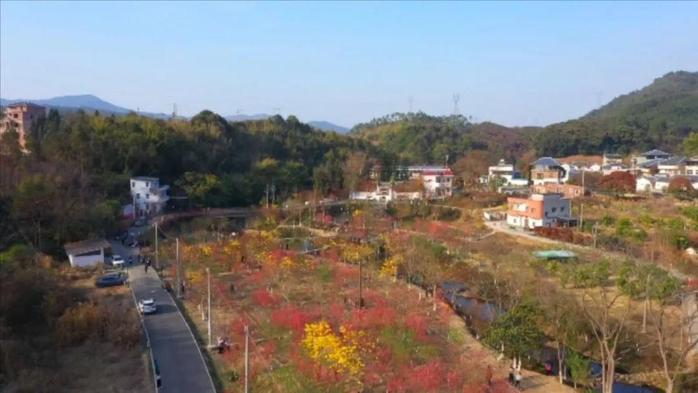 才能|丰良三山村：灼灼桃花 靓丽乡村