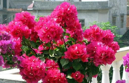 三角梅|喜欢养花,就养盆“三角梅”,越晒开花越美,整个夏天花开不断