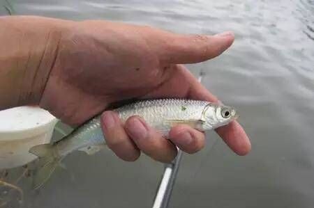 河里的这种鱼吃钩凶猛,肉质鲜嫩,用来香煎是下酒的一道好菜!