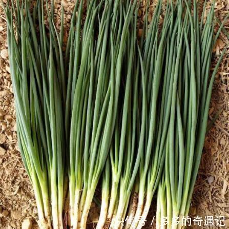 买大葱,内行人就看这5处,一眼分辨好坏,菜贩这人不好忽悠