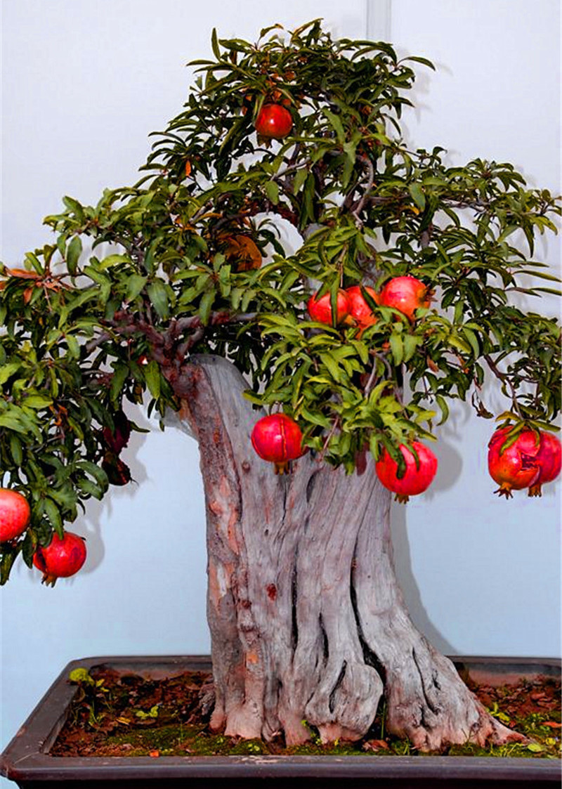 客厅养“树”不要少了这3棵，花3-5年时间，一棵1万无压力