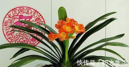 3种垃圾'一文不值',却对养花有用,可让植物叶片又绿又肥