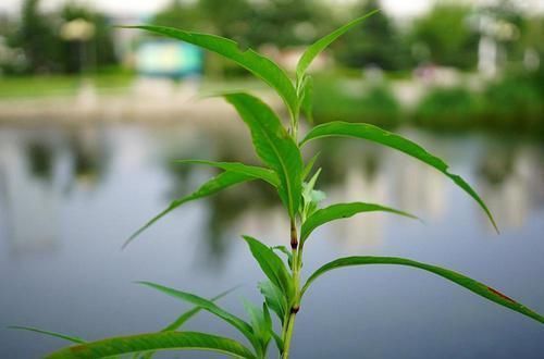 农村水边一种野草，比辣椒还辣，常用来酿酒，用来捕甲鱼更是一绝