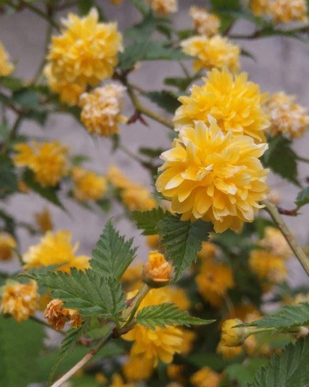 院子里种6种花，开春能开上千朵，院子变花园