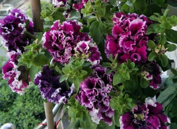 倾国倾城|阳台养上“4种花”,花色多、花期长,美得倾国倾城,绚丽多彩