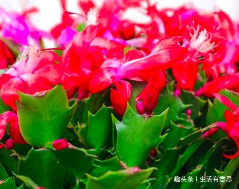蟹爪兰长得慢、不冒花苞盆土加点“料”,花苞蹭蹭窜出来!