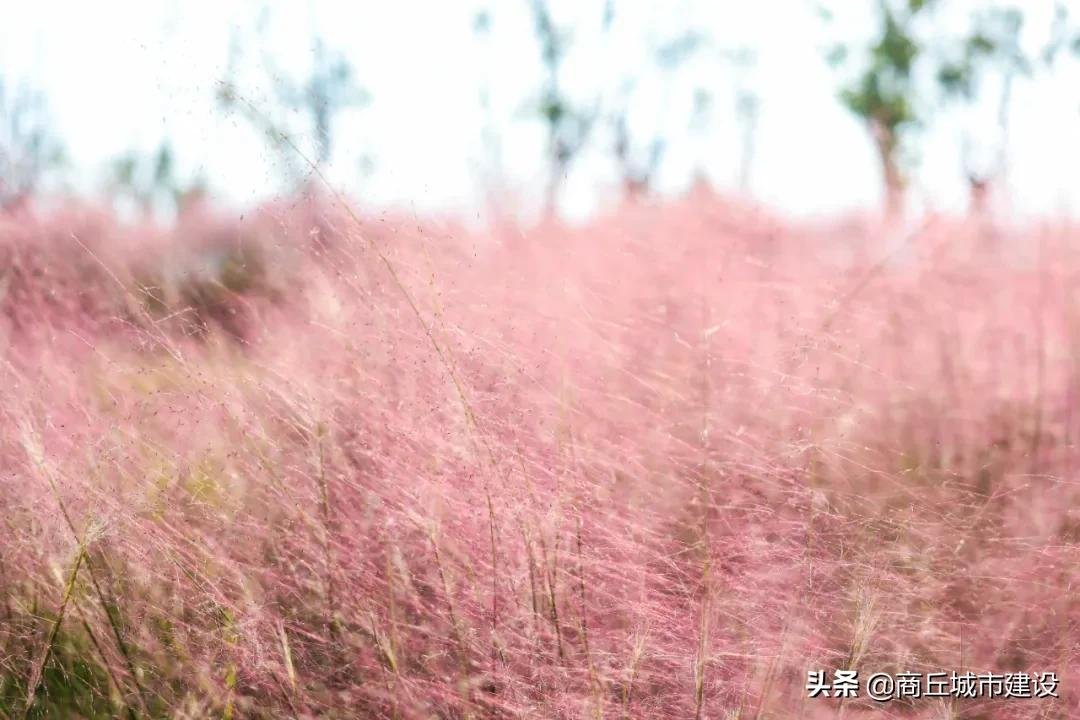 粉红色的回忆|太浪漫：商丘小伙，赶紧带你相中的那个她来打卡