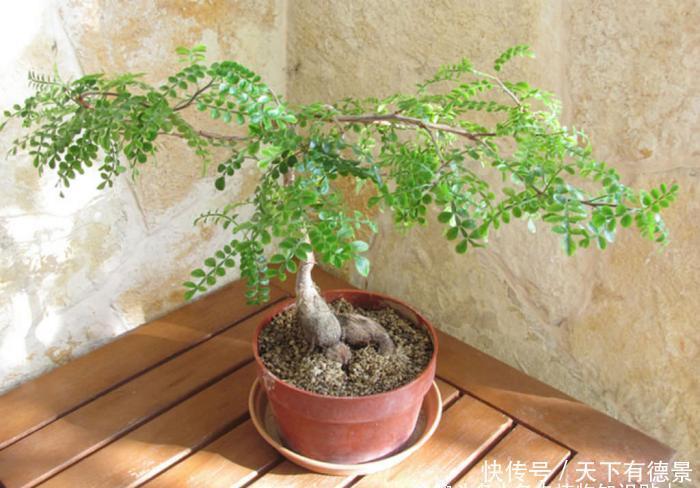 比绿萝还好养,天生的盆景材料,块根植物大象树