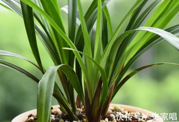 养殖|兰花长得像草,叶片干黄,赶紧此样做,入秋注意3点,长势旺