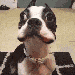 |搞笑GIF:在街头碰到一个妹子,本想上去搭讪,一回头吓我一哆嗦