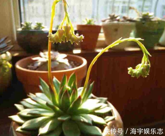 花苞|这3种花“开花”不是好事,见到花苞立马剪掉,不然越来越丑