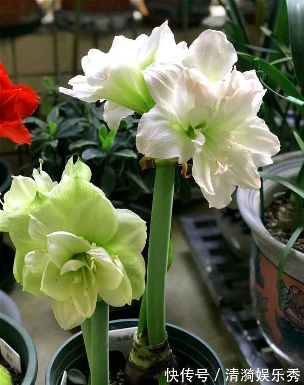 4种花,春天“翻盆”要注意,用小盆才能多开花