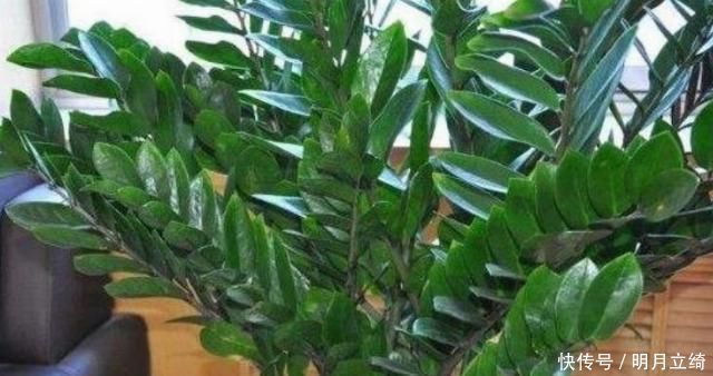 有钱人都养4种花,招财纳福带好运,净化空气,还有助于睡眠