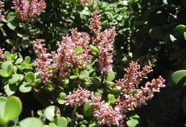 种花|这“三种花”遇水就疯长,越养越“贵气”,古代大户人家最爱养