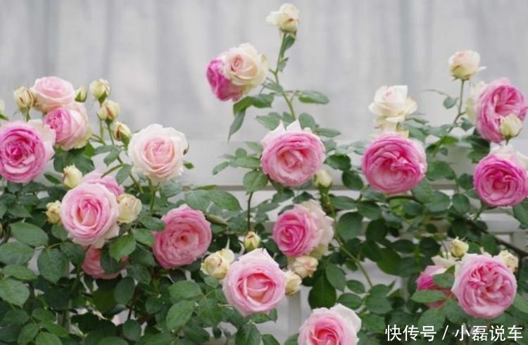 5种花漂亮又好养,比牡丹好看,阳台开花变温馨小花园