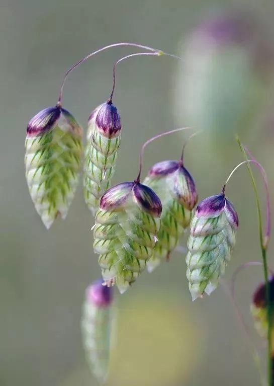 太太太漂亮了，绝对没有见过，发到群里，朋友们会爱死你的！
