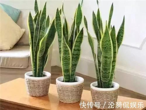 浇水|这三种水,不要用来浇花,浇一盆死一盆,尤其是夏季