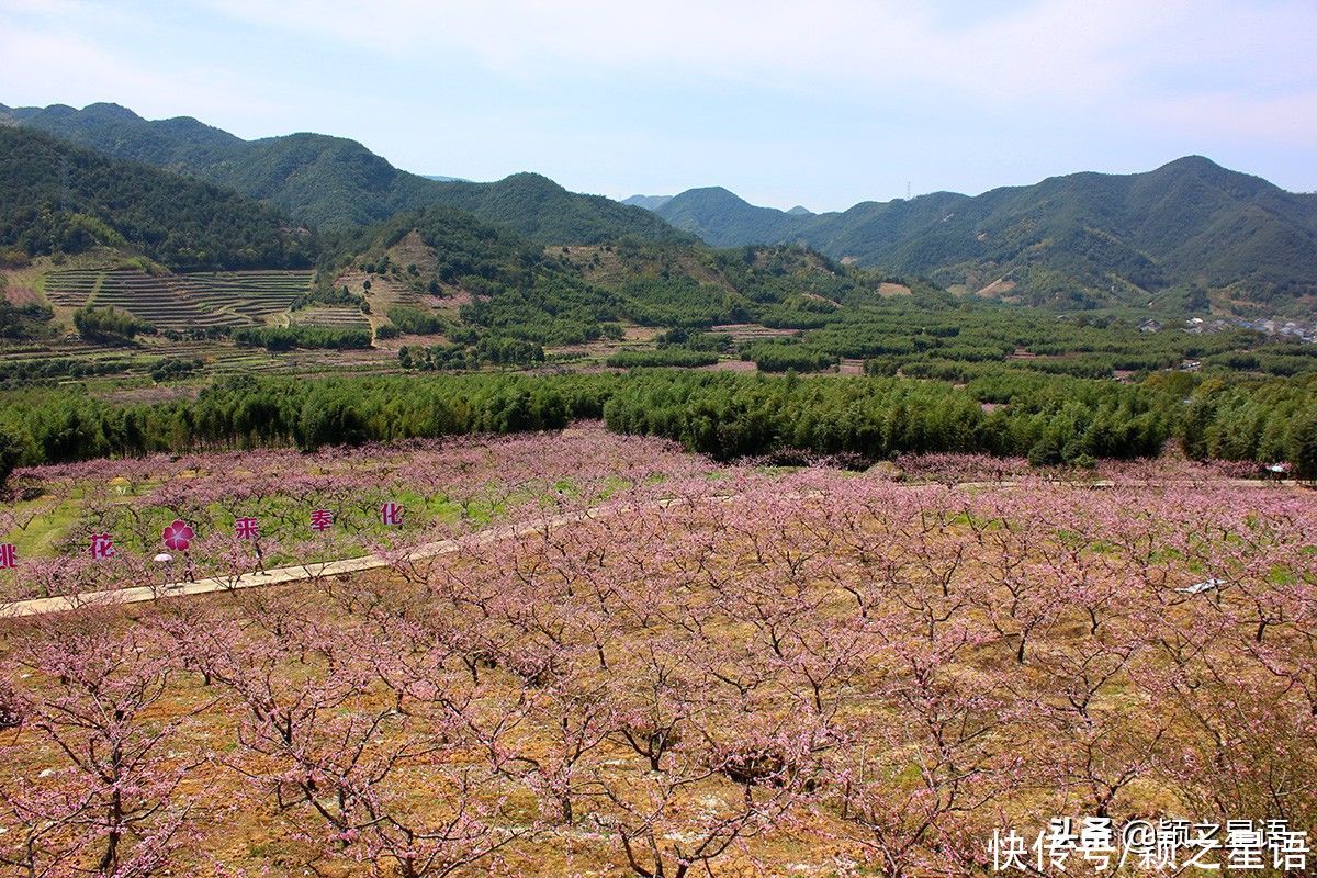 宁波第一免费赏梅地，梅开成海，春节打卡地