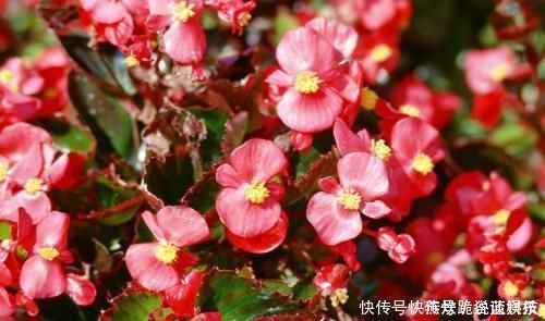 春天养花选它,满树红花,红红火火,一年四季都开花,是盆栽佳品