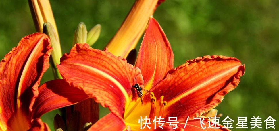 保鲜|野百合的保鲜与深加工,了解这些内容,种植野百合心里就有谱了!