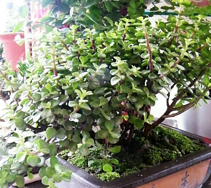 养花试试这几款,姿态秀丽,四季常青,古朴典雅,尽显高雅清新