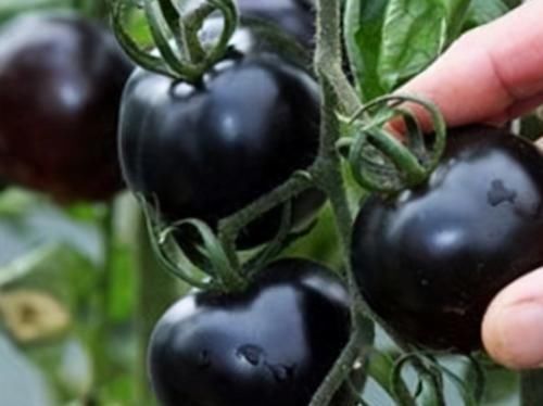 补充|冬天要坚持吃3种食物,补充营养、增强体质,好处多多!