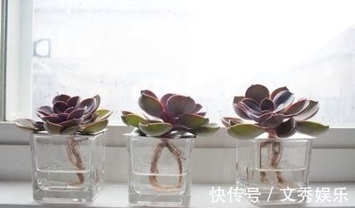 多肉怕水其实错了!5个科属的多肉“水培”以后,会长得更好