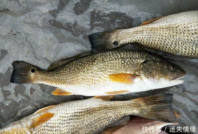 美国|鱼从美国引进,肉质鲜美蛋白高,养殖前景广,一斤卖28元