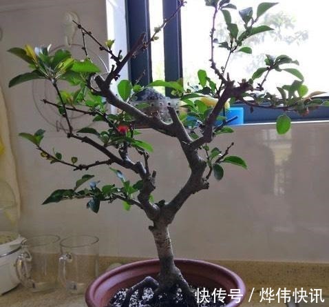 一种花叫“木瓜”,耐寒好养,开花漂亮,春季开满枝,比玫瑰美