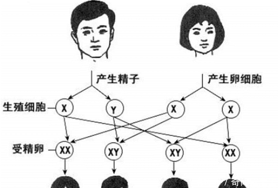 x染色体|胎儿性别是受精那一刻就决定了，还是后来才决定的呢？