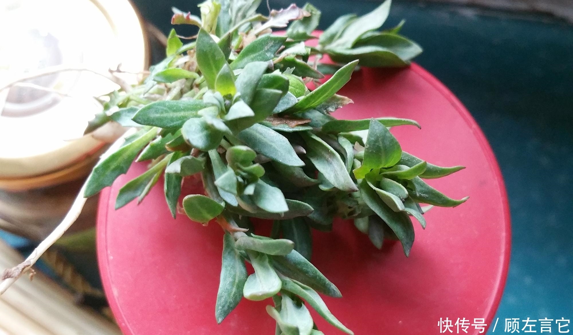 这种植物很传奇,花像瓶子,人称“王不留”,
