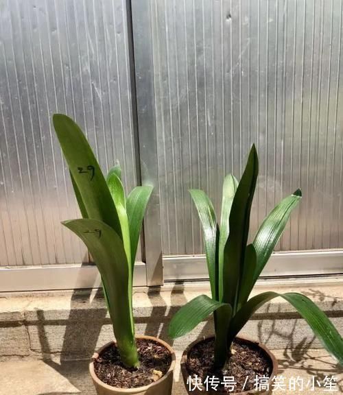 移栽|君子兰长了小苗不要随便碰,否则黄叶烂根