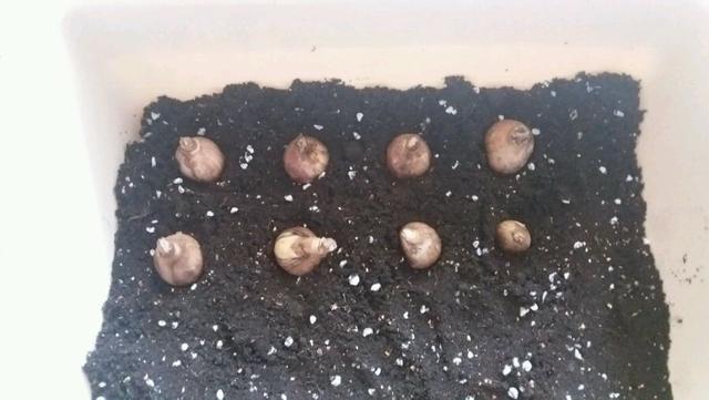 养“风雨兰”,有3个小技巧,一月能开几茬花,次次开爆盆!