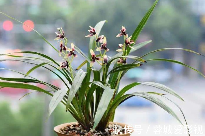 肥料|君子爱兰,苗易养,花难开!新手试试这“4点”,年年开花很简单