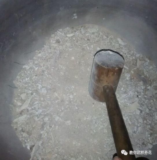 黄化病|总烂根黄叶，盆里撒一把它，不管多难养，很快能冒芽冒花！