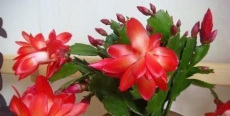 光照|养蟹爪兰做好三点,叶肥根壮,开花爆盆,养不好已成过去