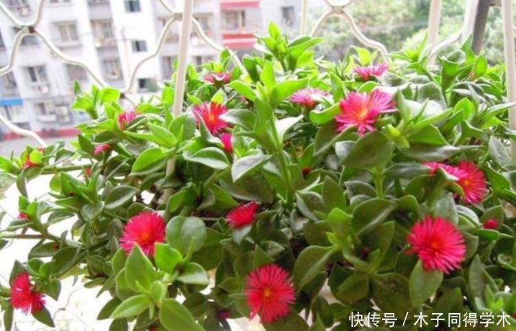 家养这些植物，阳台开出花海，美不胜收，谁见了都想养