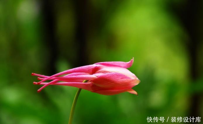  它零下40度冻不死，花苞像“小鸟”，好养花色多，越大开花越多！