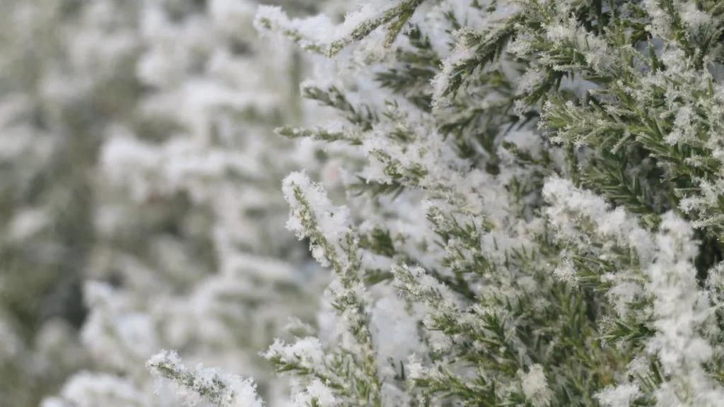 昨晚徐水又悄悄下了一场“雪”！