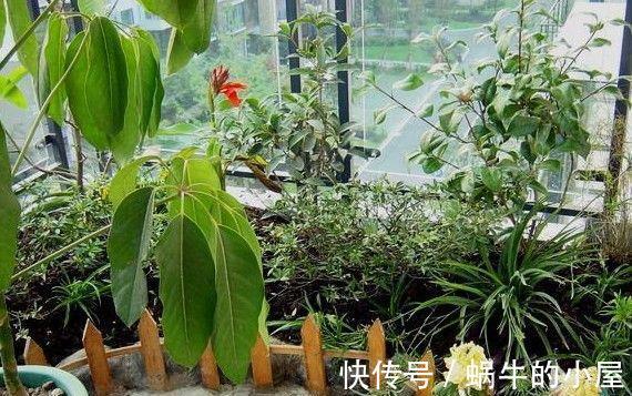 浇花|淘米水浇花有什么好处,掌握正确的方法非常关键