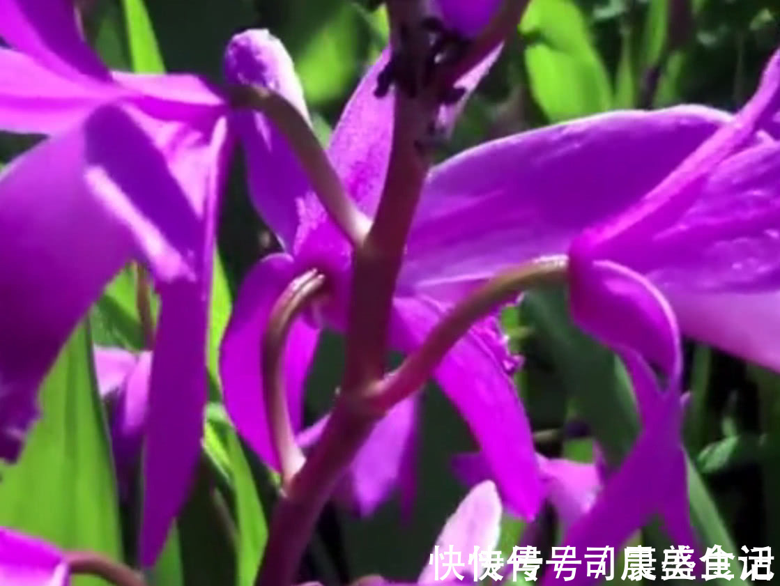 药用价值|乡下一种野生植物，其根部的药用价值很高，现在药用价值高