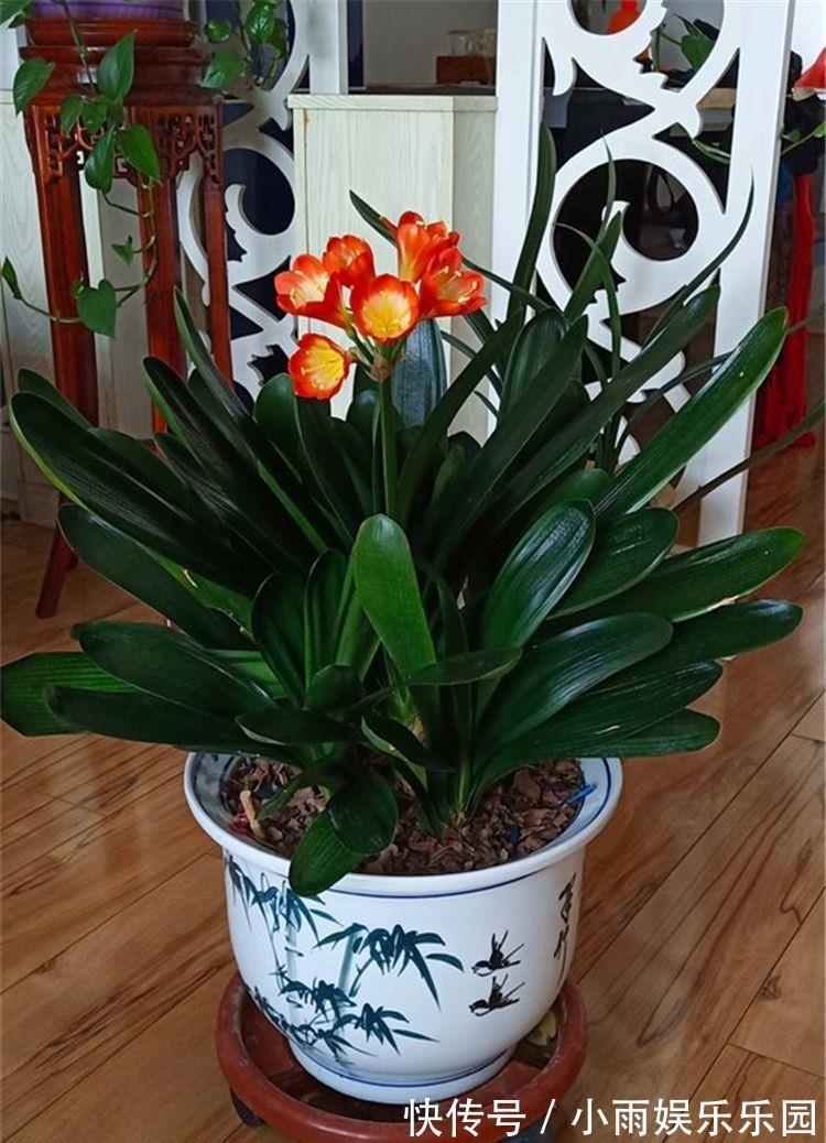 家里不要乱养花！6种养人花，吸废气制氧气，还有旺家的好寓意
